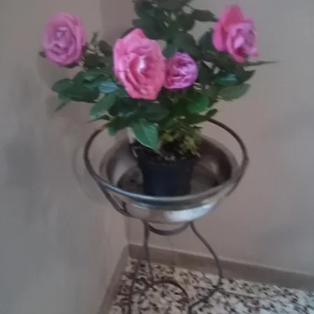 Al Riolo Betulla Appt Bardi