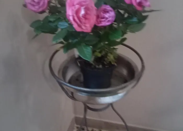 Al Riolo Betulla Appt Bardi